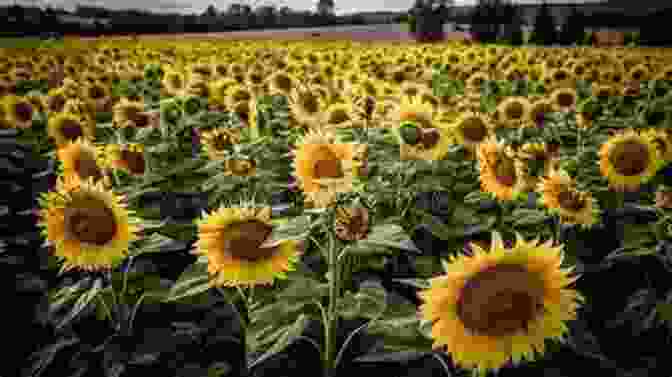 A Breathtaking Field Of Sunflowers Reaching Towards The Sky, Their Vibrant Yellow Petals Dancing In The Breeze. Reflections Of Sunflowers (The Sunflowers Trilogy 3)