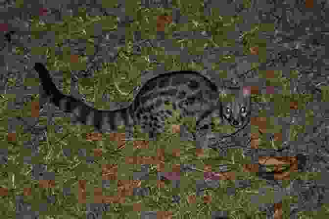 A Close Up Of A Rusty Spotted Genet Pouncing On A Small Rodent, Showcasing Its Sharp Claws And Lightning Fast Reflexes Facts About The Rusty Spotted Genet (A Picture For Kids 455)