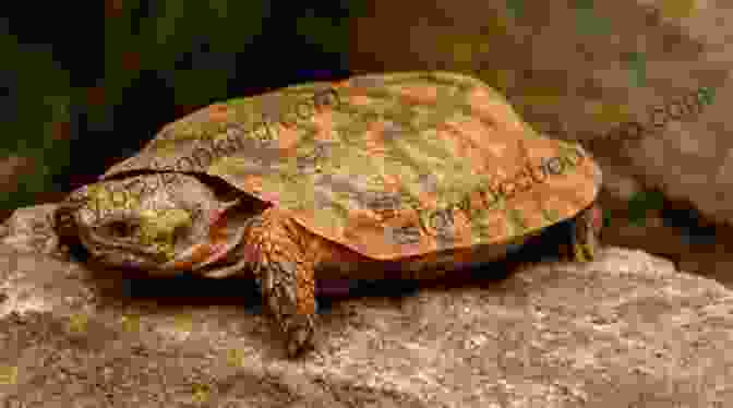 A Colorful Pancake Tortoise Basking In The Sun Facts About The Pancake Tortoise (A Picture For Kids 431)