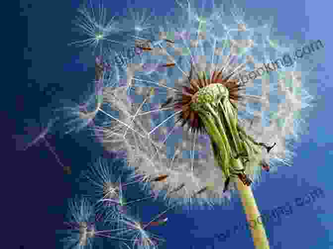 A Dandelion Clock With Its Seeds Dispersing, Indicating Summer's End The Weather Detective: Rediscovering Nature S Secret Signs