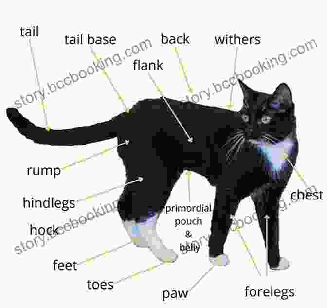 A Diagram Showcasing The Anatomy Of A Cat, Highlighting Its Key Features And Adaptations The Cat Encyclopedia For Kids (Capstone Young Readers)