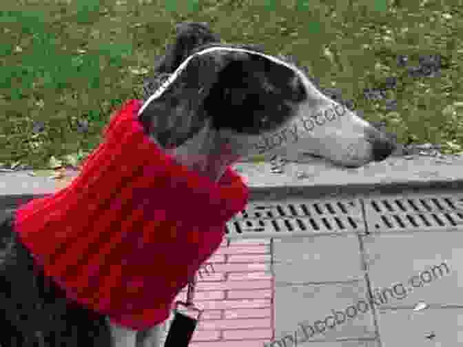 A Greyhound Wearing A Rona Eccentric Rib Greyhound Neck Snood Rona S Eccentric Rib Greyhound Neck Snood