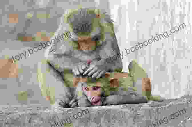 A Group Of Guereza Monkeys Grooming Each Other Facts About The Guereza (A Picture For Kids 449)