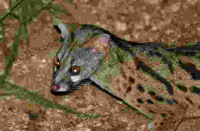 A Group Of Rusty Spotted Genets Huddled Together In A Tree Hollow, Demonstrating Their Social Nature Facts About The Rusty Spotted Genet (A Picture For Kids 455)