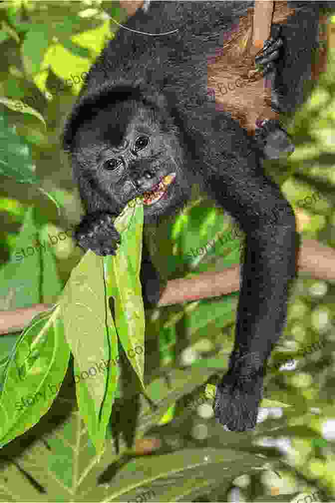 A Guereza Monkey Eating Leaves Facts About The Guereza (A Picture For Kids 449)