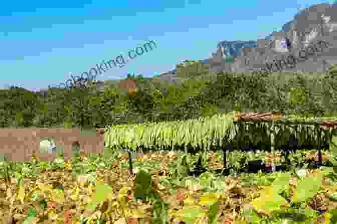 A Lush Tobacco Field In The Viñales Valley, Cuba Cuba: This Moment Exactly So