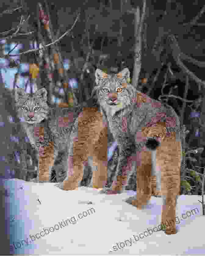 A Lynx Mother And Her Cubs Bonding In Their Den Facts About The Lynx (A Picture For Kids 278)