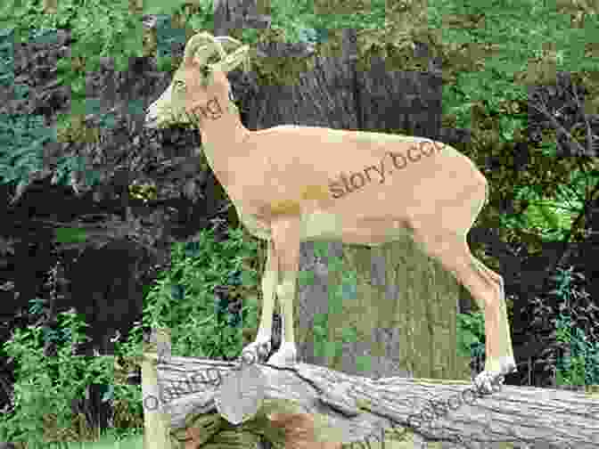 A Majestic Transcaspian Urial Standing On A Rocky Mountainside Facts About The Transcaspian Urial (A Picture For Kids 459)
