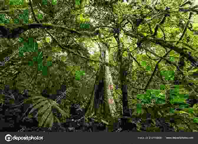 A Panoramic View Of The Dense Undergrowth And Lush Vegetation That Make Up The Habitat Of The Rusty Spotted Genet Facts About The Rusty Spotted Genet (A Picture For Kids 455)