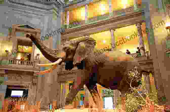 A Photo Of The National Museum Of Natural History. Lonely Planet Washington DC (Travel Guide)