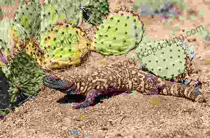 A Photograph Of A Gila Monster's Natural Habitat, The Rocky And Arid Landscapes Of The Sonoran Desert. Facts About The Gila Monster (A Picture For Kids 406)