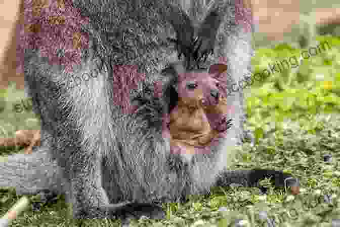 A Quoll Joey Peeking Out Of Its Mother's Pouch Facts About The Quoll (A Picture For Kids 159)