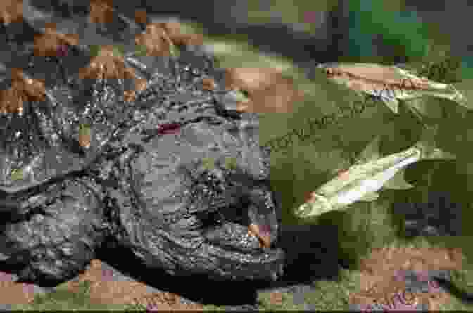 A Snapping Turtle Eating A Fish. Facts About The Snapping Turtle (A Picture For Kids 376)