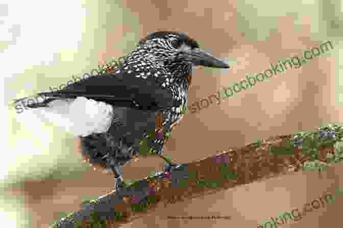 A Spotted Nutcracker In Its Natural Habitat, A Coniferous Forest Facts About The Spotted Nutcracker (A Picture For Kids 450)