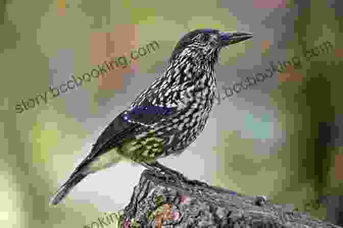 A Spotted Nutcracker Perched On A Branch, Showcasing Its Distinctive Black And White Plumage And Bright Blue Eyes Facts About The Spotted Nutcracker (A Picture For Kids 450)