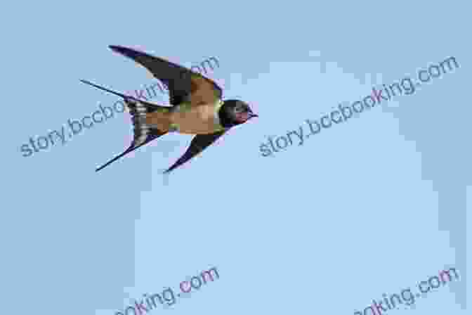 A Swallow Flying Close To The Ground, Indicating Impending Rain The Weather Detective: Rediscovering Nature S Secret Signs