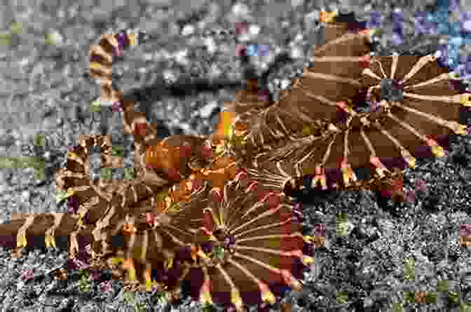 A Vibrant Image Of A Wonderpus Octopus Displaying Its Remarkable Camouflage Abilities Facts About The Wonderpus Octopus (A Picture For Kids 453)