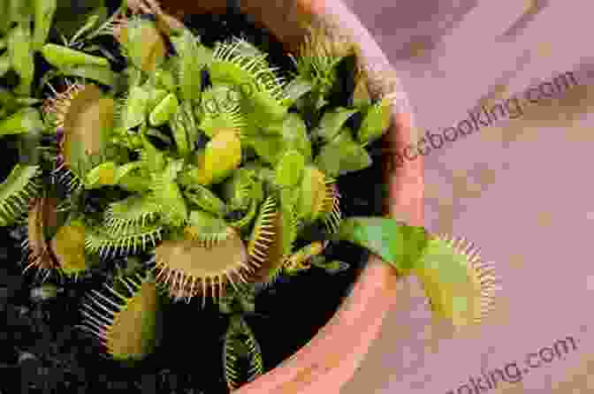 A Vibrant Venus Flytrap With Its Delicate Trap Open, Ready To Ensnare Its Next Victim. Eaten Alive By Carnivorous Plants