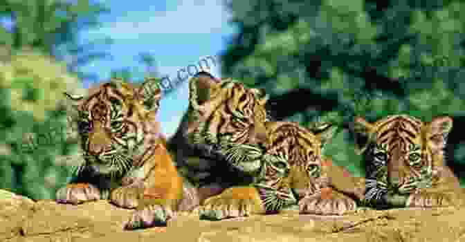 A Young Boy, Jik, Encounters A Group Of Tigers In The Mountains. Tigers Of The Kumgang Mountains: A Korean Folktale