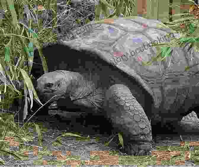 Aldabra Giant Tortoise Picture For Kids Facts About The Aldabra Giant Tortoise (A Picture For Kids 313)
