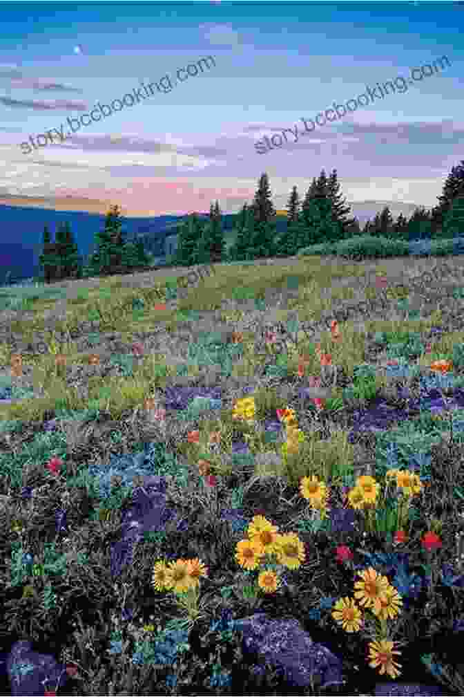 Breathtaking Mountain Landscape With Wildflowers In Bloom The Alaskan Retreater S Notebook: One Man S Journey Into The Alaskan Wilderness