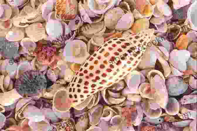 Close Up Of A Collection Of Seashells Found On Sanibel's Beaches, Showcasing Their Vibrant Colors And Intricate Patterns. Lonely Planet Discover The Beaches Of Fort Myers Sanibel