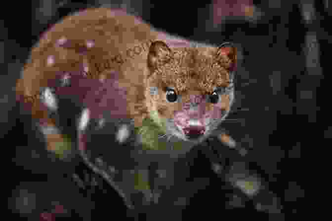 Close Up Of A Quoll's Soft And Velvety Fur Facts About The Quoll (A Picture For Kids 159)