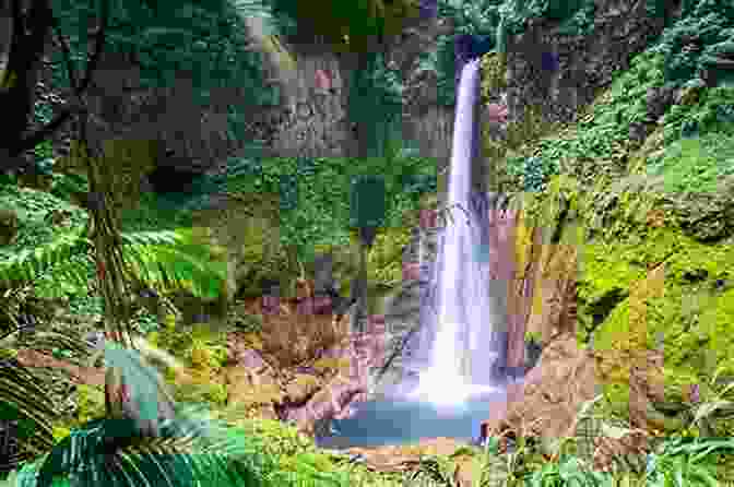 Costa Rican Rainforest Lonely Planet Costa Rica (Travel Guide)