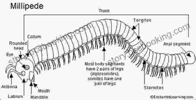 Detailed Illustration Of A Millipede's Anatomy, Showcasing Its Segmented Body, Legs, Antennae, And Other Features Facts About The Millipede (A Picture For Kids 448)