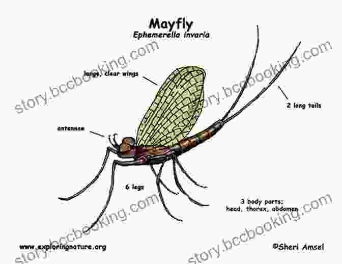 Diagram Of A Mayfly's Anatomy Facts About The Mayfly (A Picture For Kids 384)