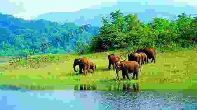 Exploring Kerala's Wildlife Sanctuaries Lonely Planet South India Kerala (Travel Guide)