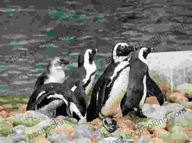 Fizz Peppers Playing With A Group Of Penguins Fizz Peppers At The Bottom Of The World