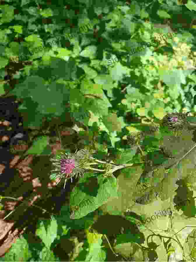 Greater Burdock, With Its Large, Striking Leaves And Medicinal Properties Weeds: In Defense Of Nature S Most Unloved Plants