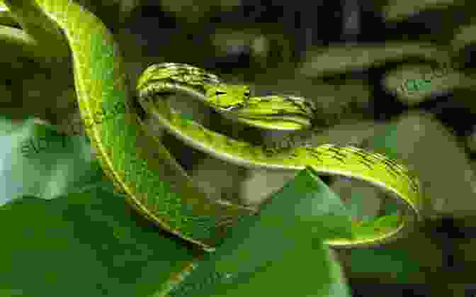 Group Of Oriental Whip Snakes Coiled Together In A Tree Hollow Facts About The Oriental Whip Snake (A Picture For Kids 451)