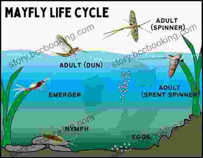 Illustration Of A Mayfly's Life Cycle, Including Egg, Nymph, Dun, And Spinner Stages Facts About The Mayfly (A Picture For Kids 384)