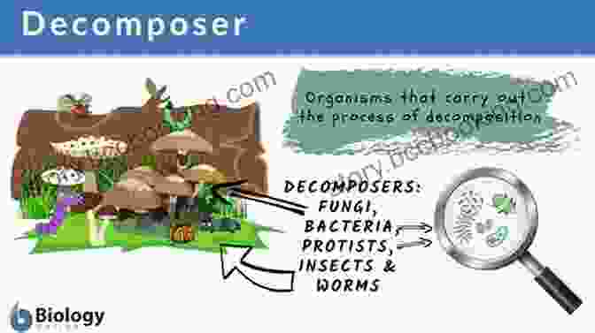 Illustration Of Millipedes Breaking Down Organic Matter In A Forest Ecosystem, Highlighting Their Role As Decomposers Facts About The Millipede (A Picture For Kids 448)