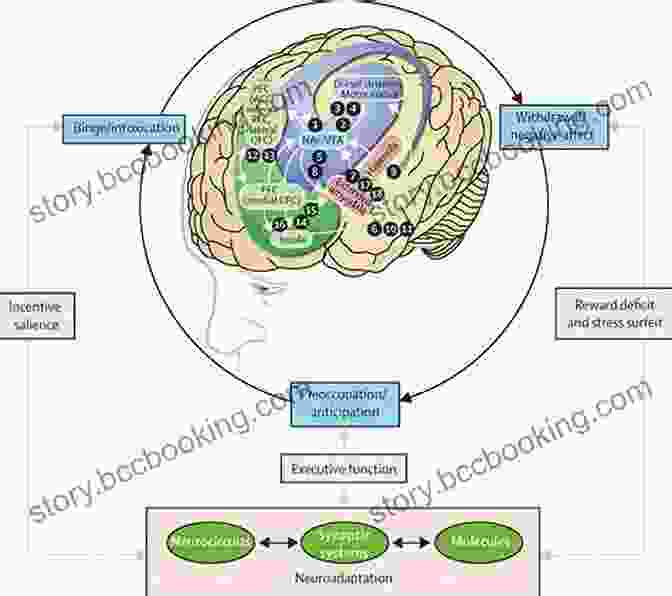 Illustration Of The Neurochemical Processes Involved In Desire The Biology Of Desire: Why Addiction Is Not A Disease