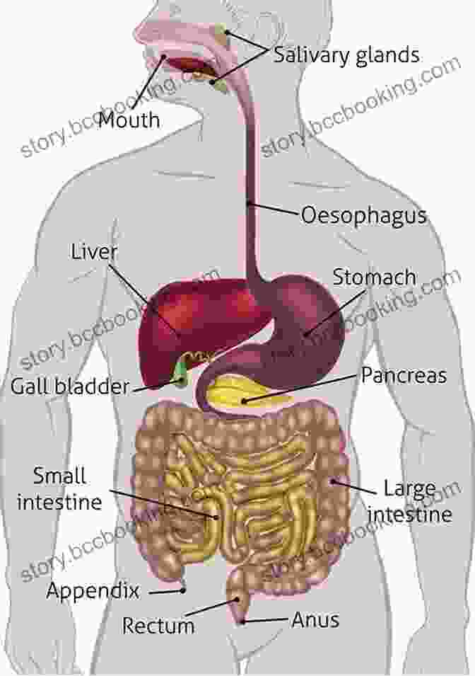 Image Of A Human Digestive System, Showcasing The Intricate Organs And Processes Involved In Food Digestion And Nutrient Absorption. Nine Ways Of Seeing A Body