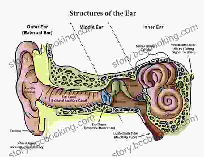 Image Of A Human Ear, Showcasing The Intricate Structures Involved In Hearing And Sound Perception. Nine Ways Of Seeing A Body
