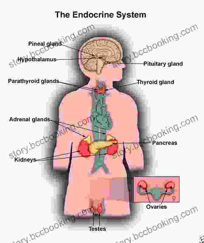Image Of A Human Endocrine System, Showcasing The Intricate Glands And Hormones Involved In Regulating Various Bodily Functions. Nine Ways Of Seeing A Body