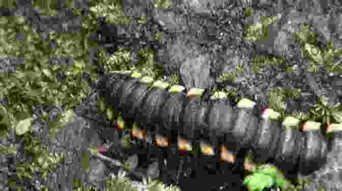 Image Of A Millipede Foraging In A Forest, Illustrating Its Feeding And Burrowing Behaviors Facts About The Millipede (A Picture For Kids 448)