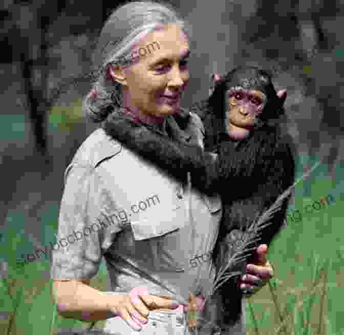 Jane Goodall, Renowned For Her Groundbreaking Research On Chimpanzee Behavior Women In STEM : Amazing Women Who Changed Science And The World Pioneers In Science Technology Engineering And Math (STEM)