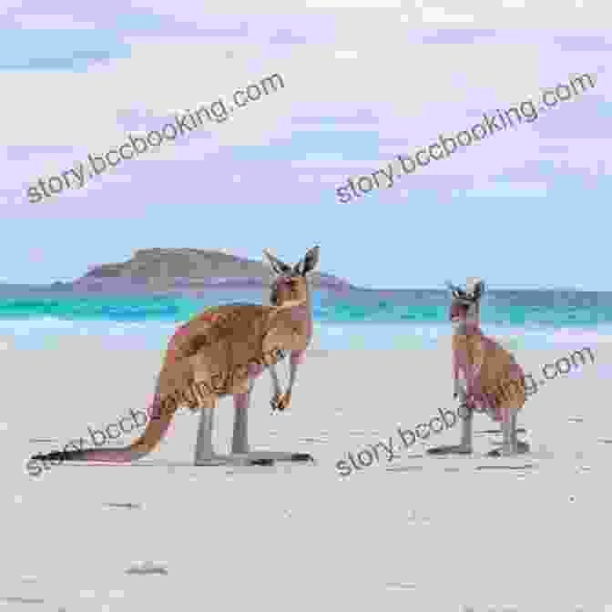 Kangaroos Frolicking On The Beach At Kangaroo Island. Lonely Planet South Australia Northern Territory (Travel Guide)