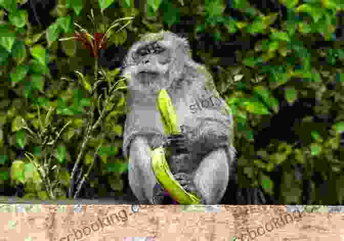 Long Tailed Macaque Eating A Fruit Facts About The Long Tailed Macaque (A Picture For Kids 421)
