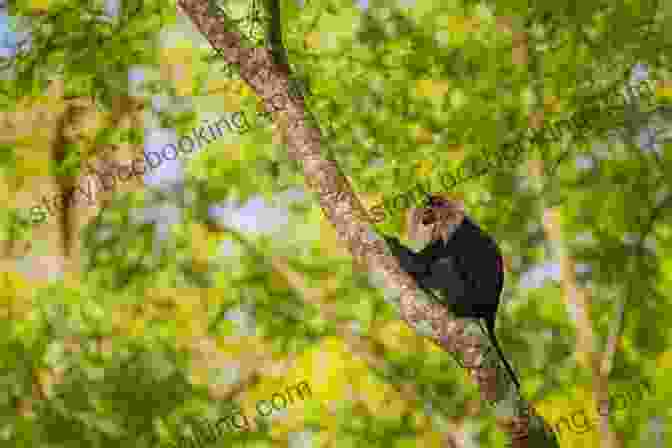 Long Tailed Macaque In A Forest Canopy Facts About The Long Tailed Macaque (A Picture For Kids 421)
