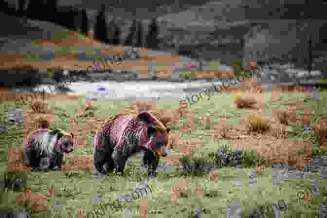 Majestic Grizzly Bears Roaming Amidst Wildflowers In Banff National Park, Highlighting The Abundance Of Wildlife And Pristine Natural Environments Found Across Canada. Lonely Planet Best Of Canada (Travel Guide)