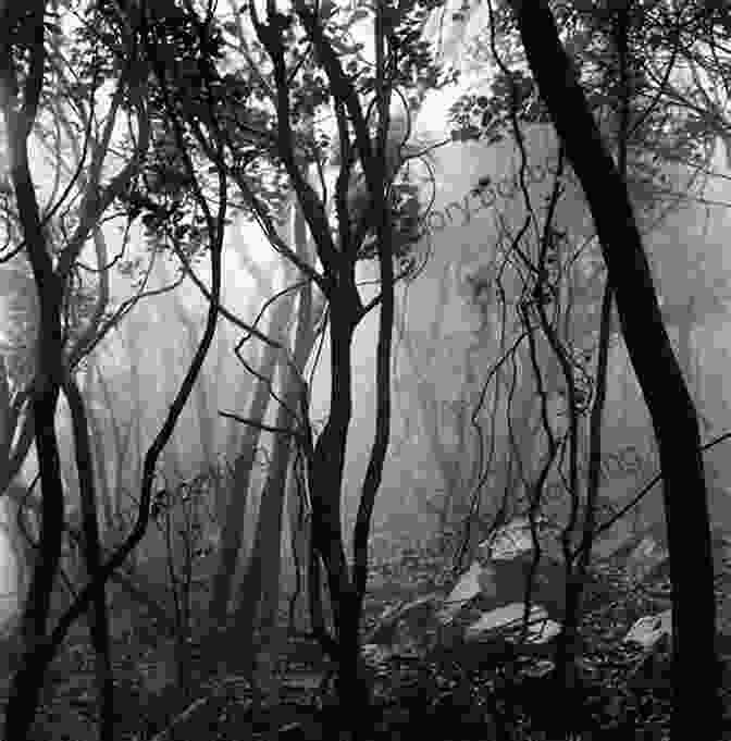 Mist Shrouded Forest, Inviting Exploration And Mystery Behind The Mist: One Of The Mist Trilogy