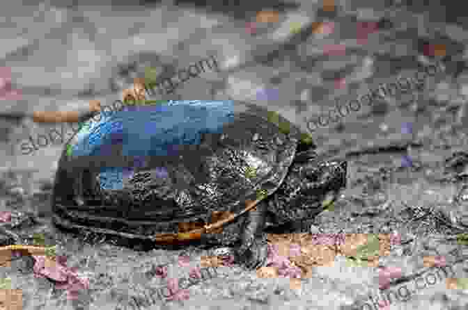 Musk Turtle In Its Natural Habitat Facts About The Musk Turtle (A Picture For Kids 445)