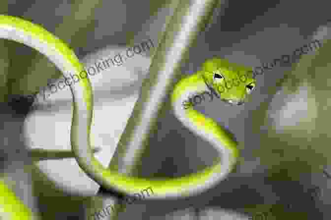 Oriental Whip Snake Perched On A Branch In A Dense Forest Facts About The Oriental Whip Snake (A Picture For Kids 451)