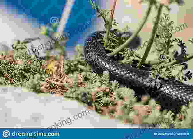 Oriental Whip Snake Slithering Through Lush Vegetation Facts About The Oriental Whip Snake (A Picture For Kids 451)